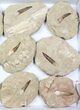 Flat: Real Fossil Plesiosaur Teeth In Matrix - Pieces #98239-1